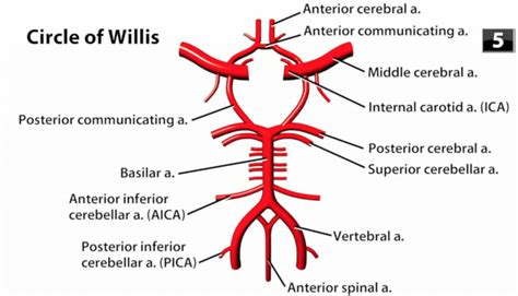 Circle of Willis - Location, Anatomy, Function and FAQs