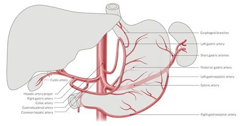 Left Gastric Artery