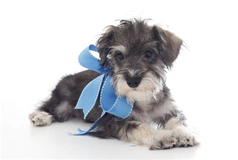 Temperament | Dogs, Schnoodle, Animals