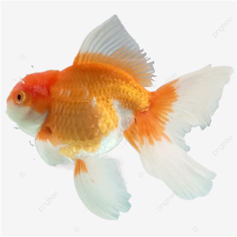 Ikan Mas Koki, Ikan Hias, Fish, Ikan PNG Transparent Clipart Image and ...