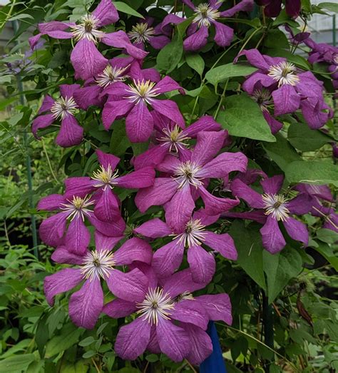 Clematis Voluceau | Brushwood Nursery, Clematis Specialists