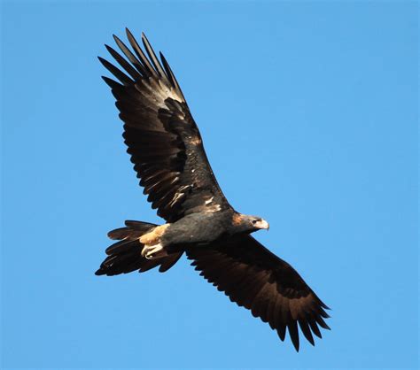 2024 Australian Wedge Tailed Eagle - Kaia Sisile