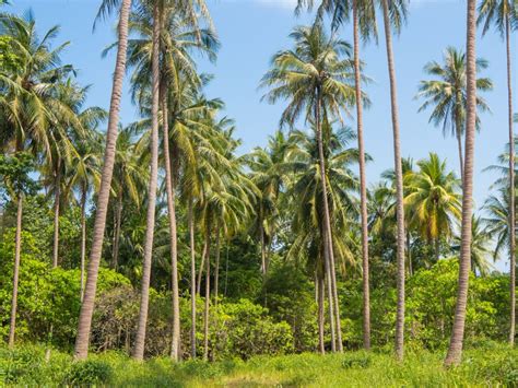 7 Best Coconut Tree Varieties to Grow in Your Garden or Backyard