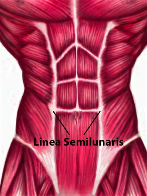 Linea Semilunaris