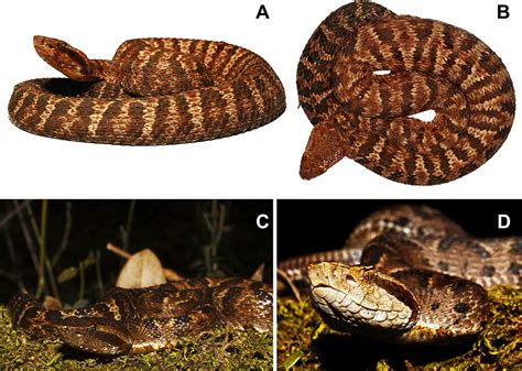 Two Species Of Venomous Pit Viper Snake Discovered In South America ...