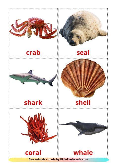 29 FREE Sea animals Flashcards | PDF | English Words