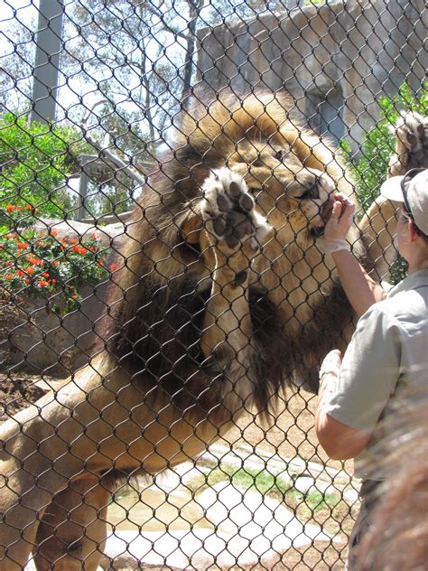 #SanDiegoZoo Lion feeding time | San diego zoo, Favorite places, Travel