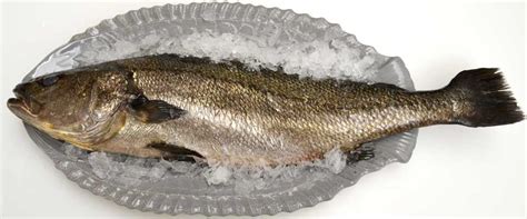 Stone Bass | A Guide | Recipes & The Origin – The Fish Society