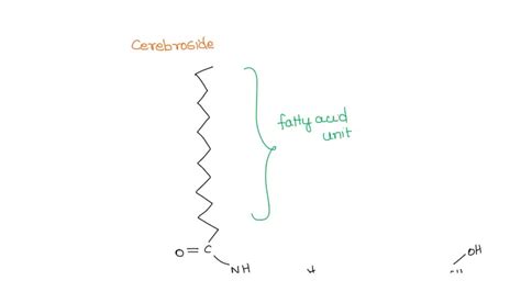 SOLVED: draw the structure of the cerebroside that has a myristic acid ...