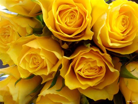 Yellow Roses Wallpapers - Wallpaper Cave