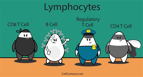 Lymphocytes - Cell Cartoons