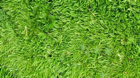 31 DIY Homemade Moss Bath Mat Ideas