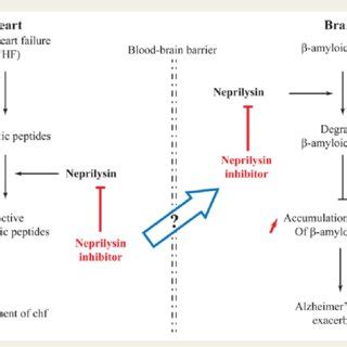 (PDF) Neprilysin, cardiovascular, and Alzheimer's diseases: The ...