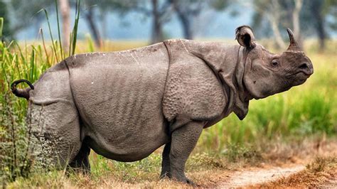 Javan Rhinoceros - Facts, Diet & Habitat Information