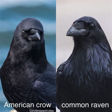 Common Raven Vs American Crow