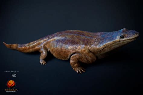 Super Salamander! - Fossil News - The Fossil Forum