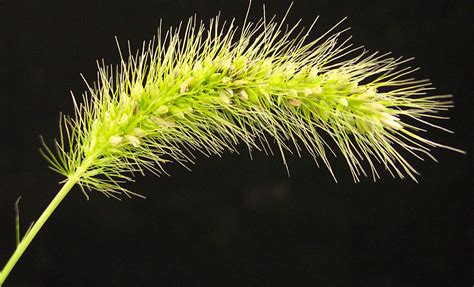 Green Foxtail | Weed identification guide for Ontario crops | ontario.ca