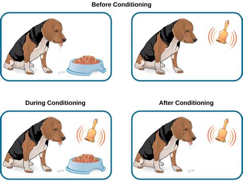 Classical Conditioning | Introduction to Psychology