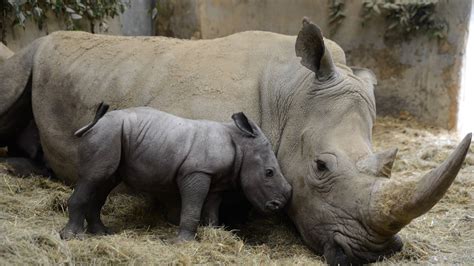 WATCH: Adorable endangered baby rhino born at British wildlife park - LBC