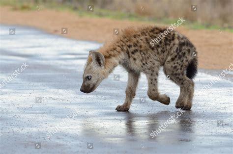 Spotted Hyena Laughing Hyena Crocuta Crocuta Editorial Stock Photo ...