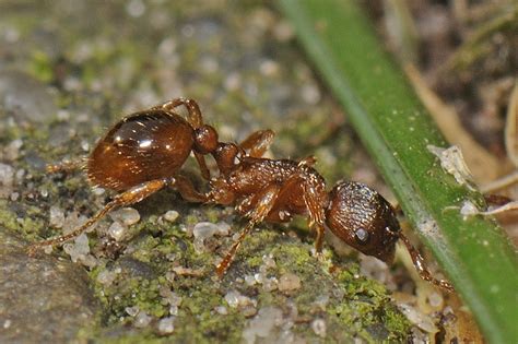 Myrmica rubra