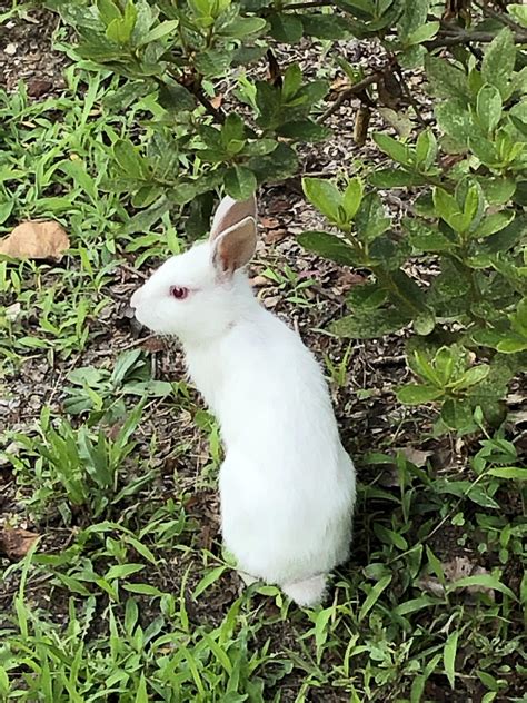 Wild albino rabbit my kids and I found on our walk. : r/mildlyinteresting