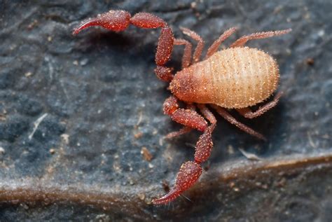 Pseudoscorpion | Macro photos, Nature inspiration, Arachnids