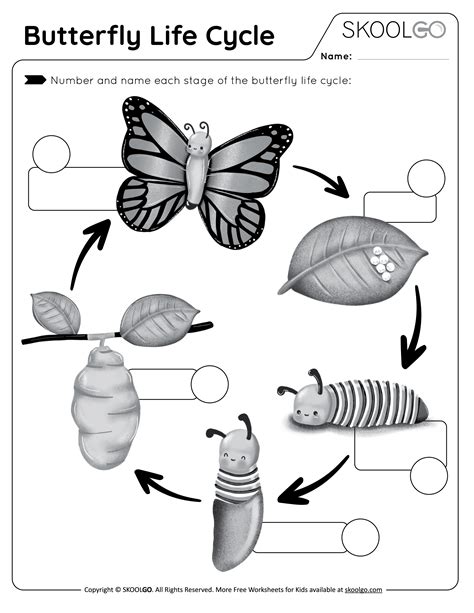 Life Cycle Of A Butterfly Worksheets