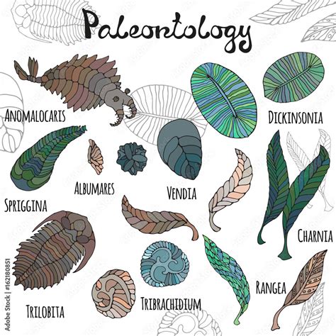 Fauna of Neoproterozoic and Paleozoic Era. Bright illustrations with ...