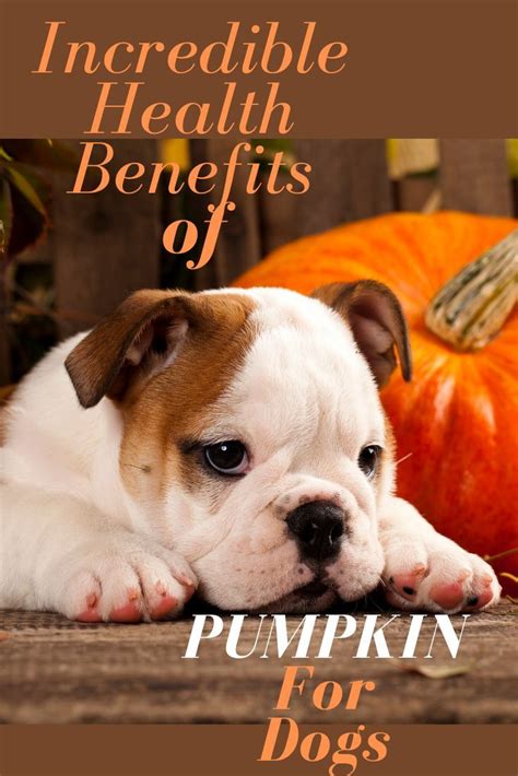 11 Incredible Health Benefits of Pumpkin For Dogs | Dog pumpkin, Dogs ...