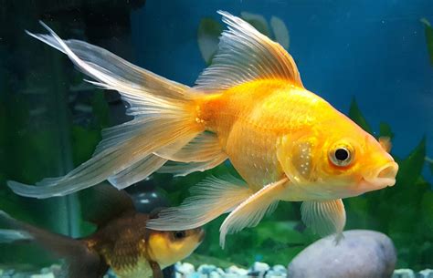 How To Take Care Of Goldfish In Aquarium - Aquarium Views