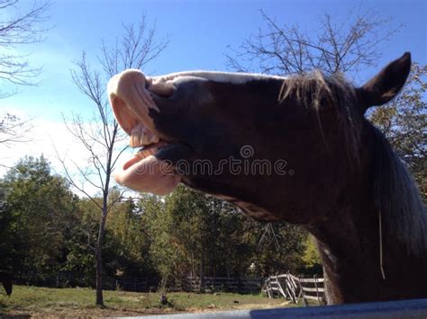 Horse Showing His Teeth In A Smile Stock Photo - Image of colt, smiling ...