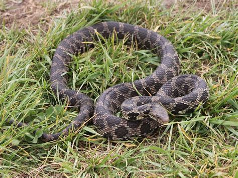 Wisconsin Snakes Identification Guide (Species Info & Pics)