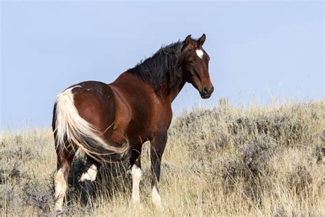 All About the American Mustang Horse: Breed Profile, History ...