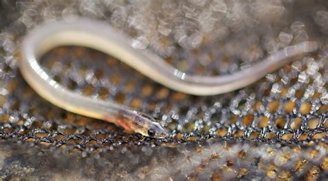 Nature on the Edge of New York City: Baby Glass Eels in New York Harbor