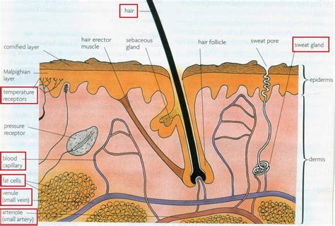 #101 Homeostasis | Biology Notes for IGCSE 2014 & 2024