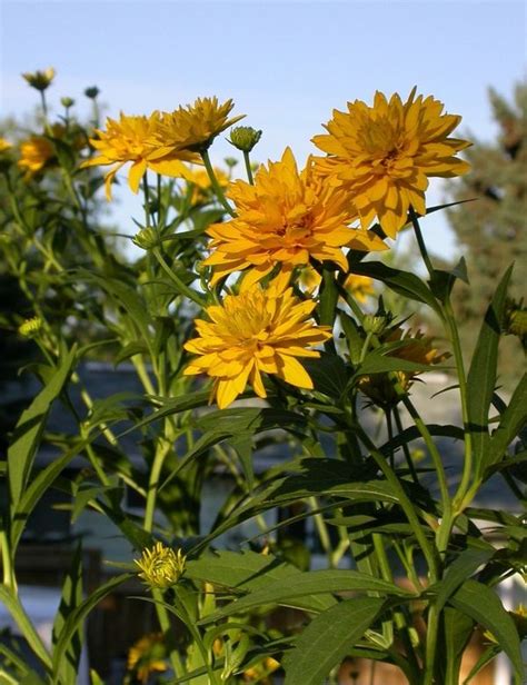 Calgary Garden Coach: rudbeckia laciniata 'Golden Glow'