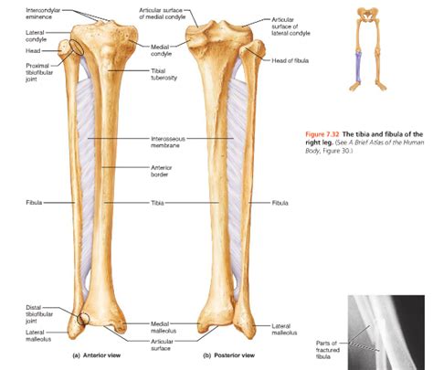 Image result for intercondylar eminence | Massage therapy, Hand therapy ...