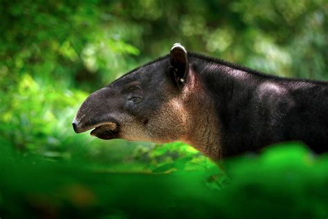 The Coolest Animals That You Can Find in the Yucatan, Mexico