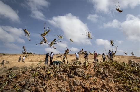 Africa Locust Invasion Spreading, May Become ‘Devastating Plague,’ UN Warns