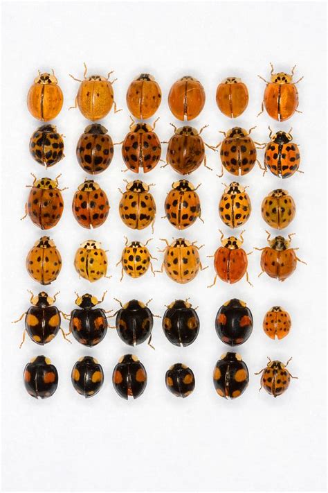 Learn to Tell the Difference Between Ladybugs and Asian Lady Beetles ...