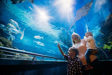 Book Dubai Aquarium & Underwater Zoo Tickets - Best offer