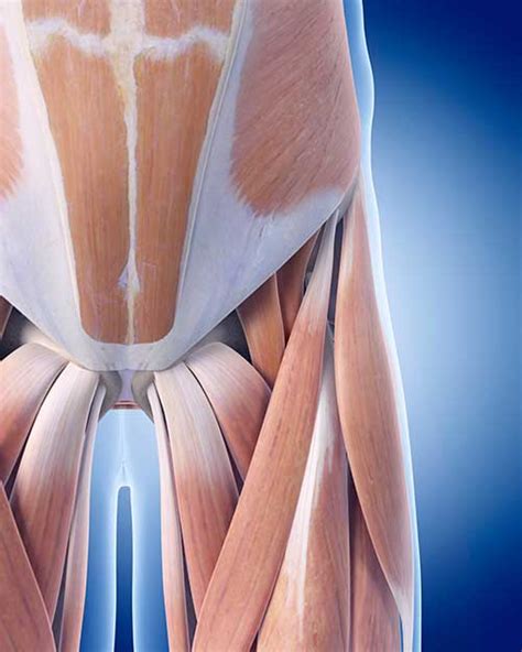 Hip Flexor Strain Symptoms and Treatment | BioSkin Bracing Solutions