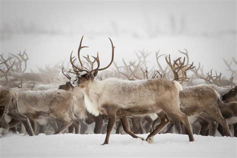 Thick Ice is Starving Arctic Reindeer: An Existential Crisis Emerges ...