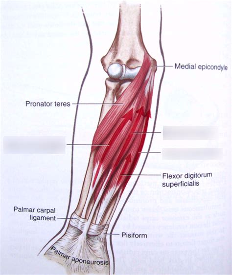 Wrist Flexor Muscles Diagram | Quizlet