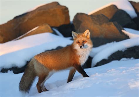 Animal Facts: Red fox | Canadian Geographic