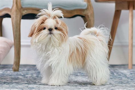 Shih Tzu: Dog Breed Characteristics & Care