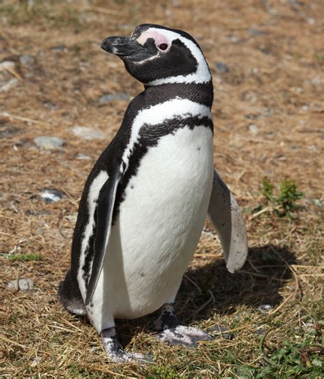 16. Magellanic Penguin (Spheniscus magellanicus) | breeds in coastal ...