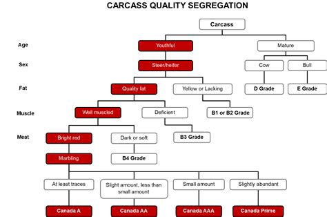 Carcass Grading - BeefResearch.ca