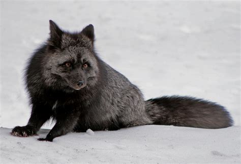 15 Fascinating melanistic animals (15 pics) | Amazing Creatures